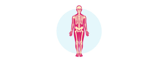 Your blueprint for lifelong skeletal strength