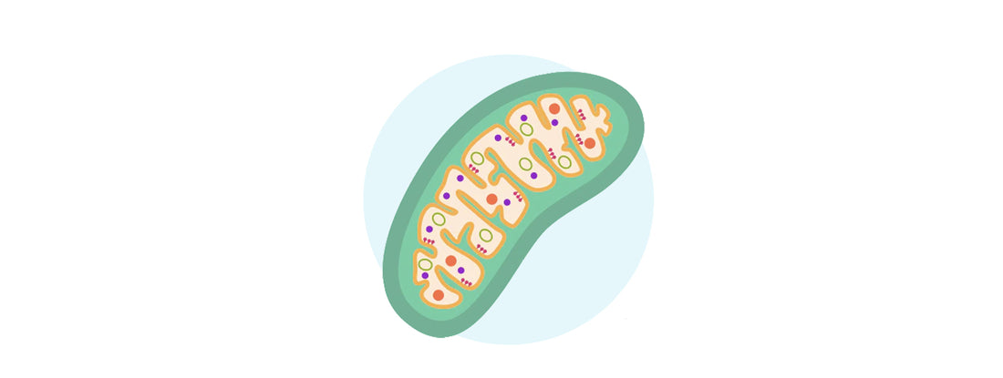 Your hormones are only as strong as your mitochondria